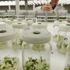 A Empresa de Pesquisa Agropecuária e Extensão Rural de Santa Catarina (Epagri) produziu, através de uma pesquisa realizada na Estação Experimental de Lages (SC), mudas de plantas frutíferas livres de vírus.