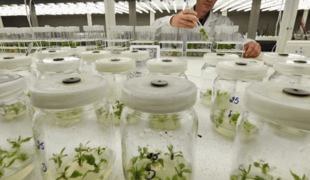 A Empresa de Pesquisa Agropecuária e Extensão Rural de Santa Catarina (Epagri) produziu, através de uma pesquisa realizada na Estação Experimental de Lages (SC), mudas de plantas frutíferas livres de vírus. A Empresa de Pesquisa Agropecuária e Extensão Rural de Santa Catarina (Epagri) produziu, através de uma pesquisa realizada na Estação Experimental de Lages (SC), mudas de plantas frutíferas livres de vírus.