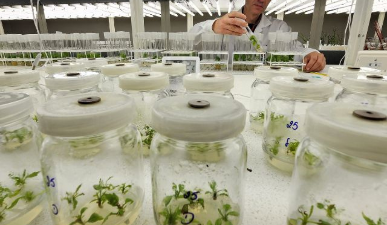 A Empresa de Pesquisa Agropecuária e Extensão Rural de Santa Catarina (Epagri) produziu, através de uma pesquisa realizada na Estação Experimental de Lages (SC), mudas de plantas frutíferas livres de vírus.
