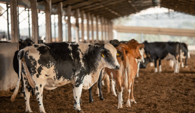A Agência Goiana de Defesa Agropecuária (Agrodefesa) alerta os produtores rurais aos sinais clínicos da febre aftosa, após Goiás ser reconhecida pela Organização Mundial da Saúde Animal (OMSA) como área livre da doença sem vacinação