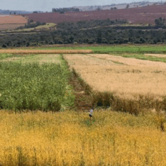A Empresa de Pesquisa Agropecuária de Minas Gerais (Epamig) anunciou, ontem (27), um estudo que avalia plantas de cobertura em seis regiões do Estado, com foco no período outono-inverno