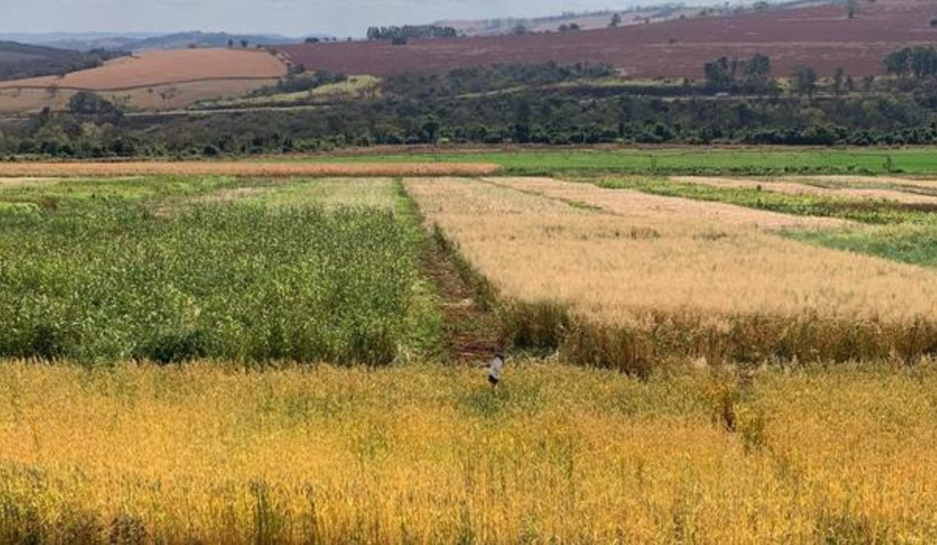 A Empresa de Pesquisa Agropecuária de Minas Gerais (Epamig) anunciou, ontem (27), um estudo que avalia plantas de cobertura em seis regiões do Estado, com foco no período outono-inverno