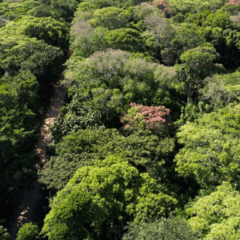 Idaf apresenta mudanças para emissão da Autorização de Exploração Florestal de Espécies Nativas (AEF)