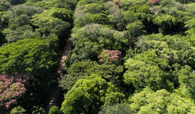 Idaf apresenta mudanças para emissão da Autorização de Exploração Florestal de Espécies Nativas (AEF)