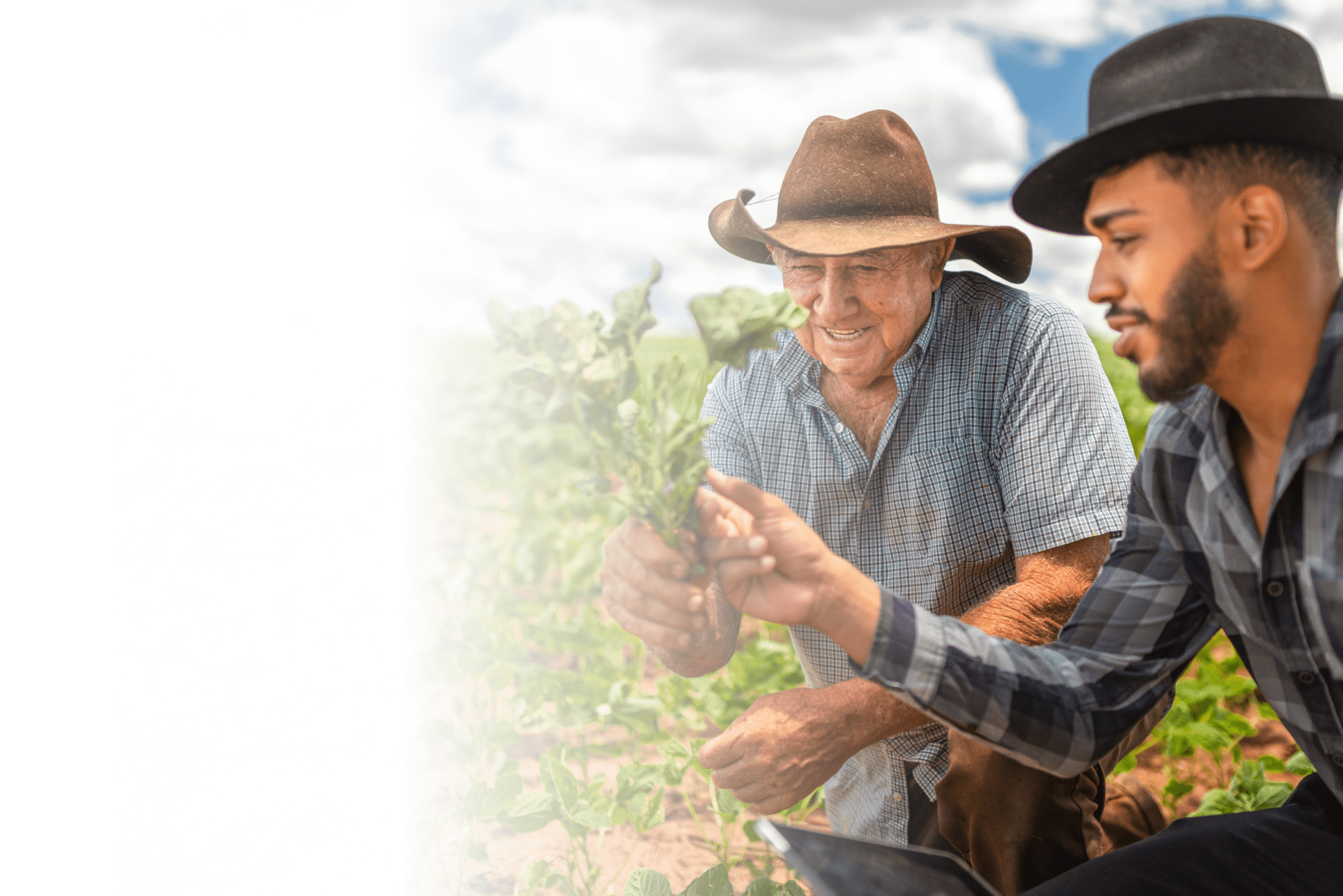 Imagem de dos agricultores colhendo juntos