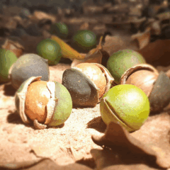 Foto: Leonardo Moriya/QueenNut