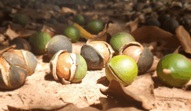Foto: Leonardo Moriya/QueenNut