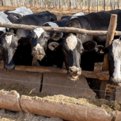 Vacas leiteiras em Goiás se alimentando como parte de programa de melhoramento genético e nutrição para agricultura familiar