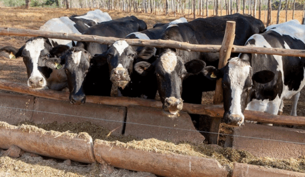 Vacas leiteiras em Goiás se alimentando como parte de programa de melhoramento genético e nutrição para agricultura familiar