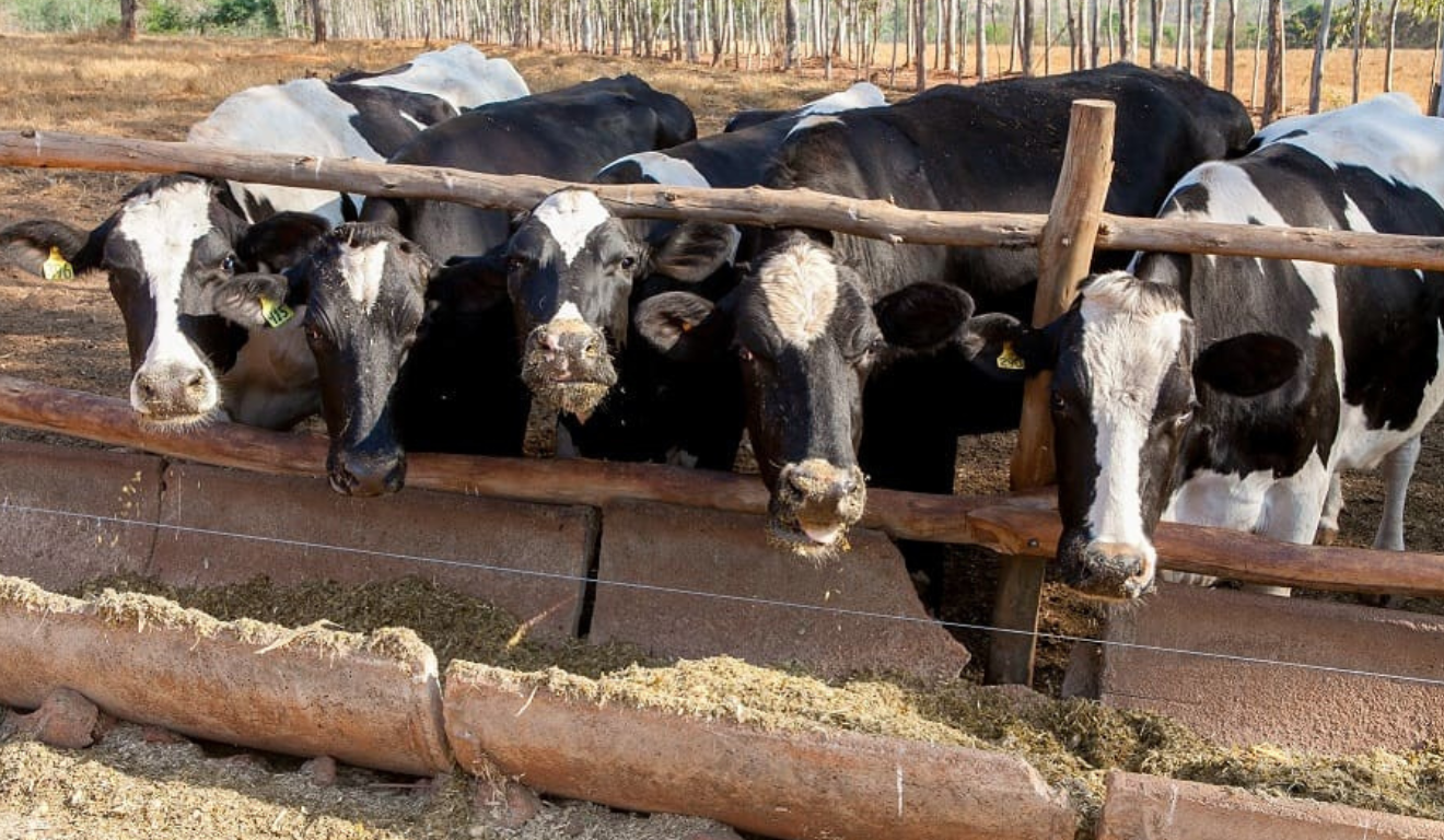 Vacas leiteiras em Goiás se alimentando como parte de programa de melhoramento genético e nutrição para agricultura familiar