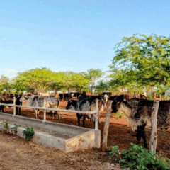 Fotos: Ascom/Coderse
