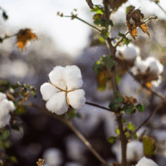 Paraíba amplia cultivo de algodão agroecológico com apoio da Empaer