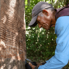 Extrativista acreano coleta látex de seringueira na floresta amazônica, parte da cadeia da borracha