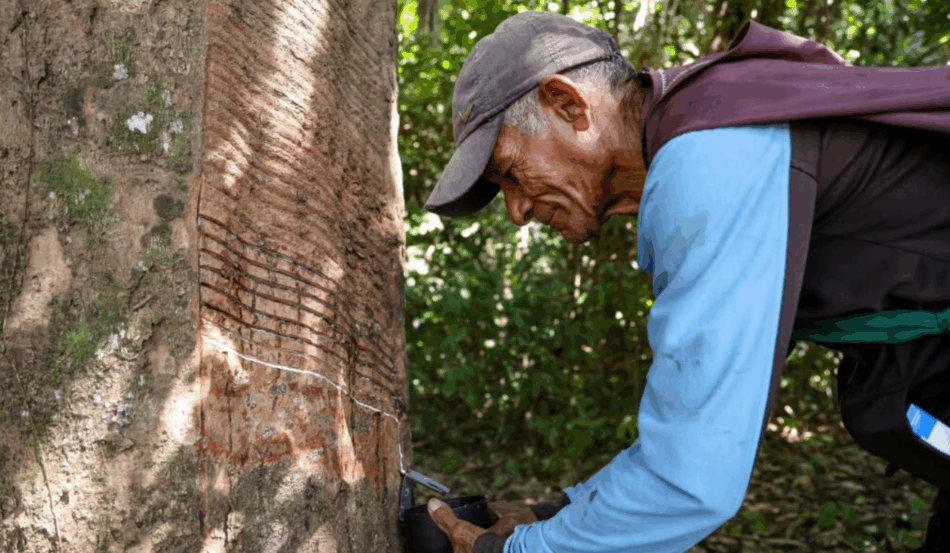 Extrativista acreano coleta látex de seringueira na floresta amazônica, parte da cadeia da borracha