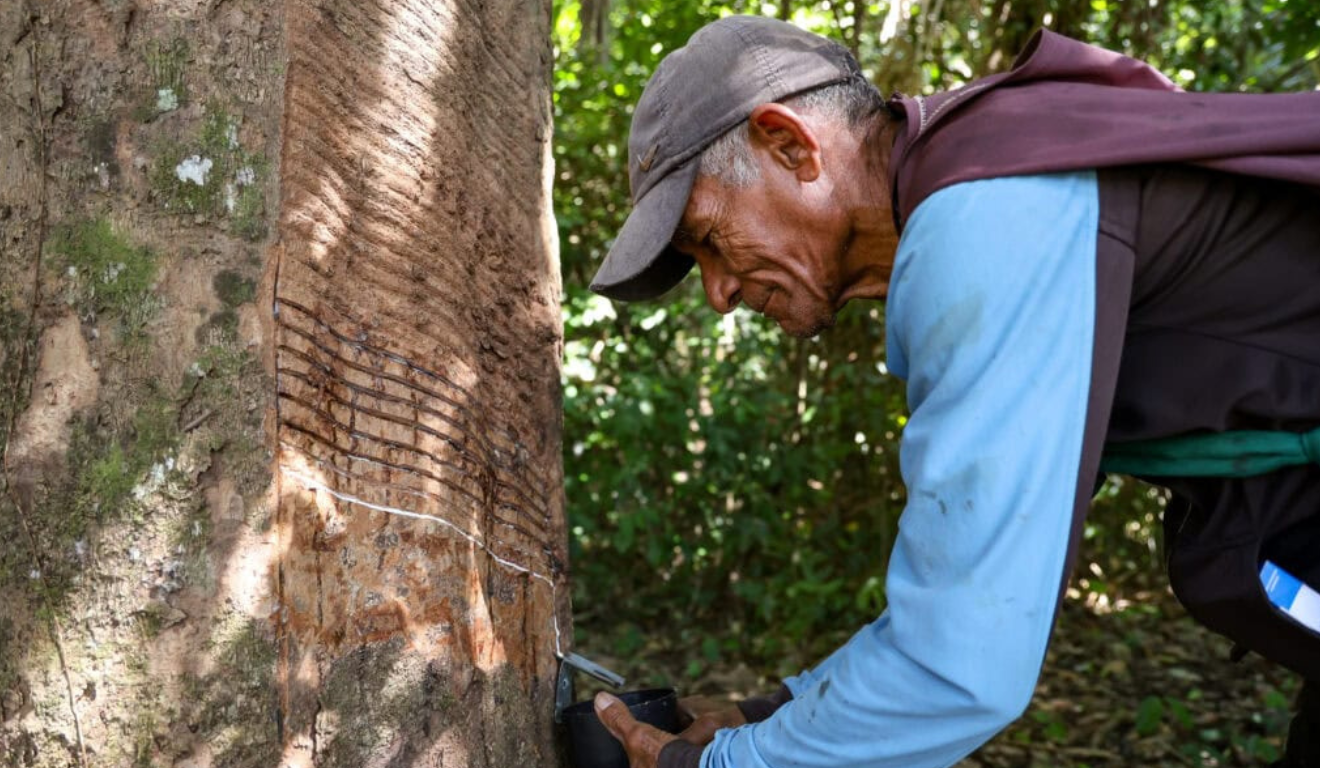 Extrativista acreano coleta látex de seringueira na floresta amazônica, parte da cadeia da borracha
