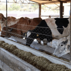 O Governo de Goiás ampliou o prazo de inscrições para o Programa de Melhoramento Genético Bovino, criado para a agricultura familiar no Estado