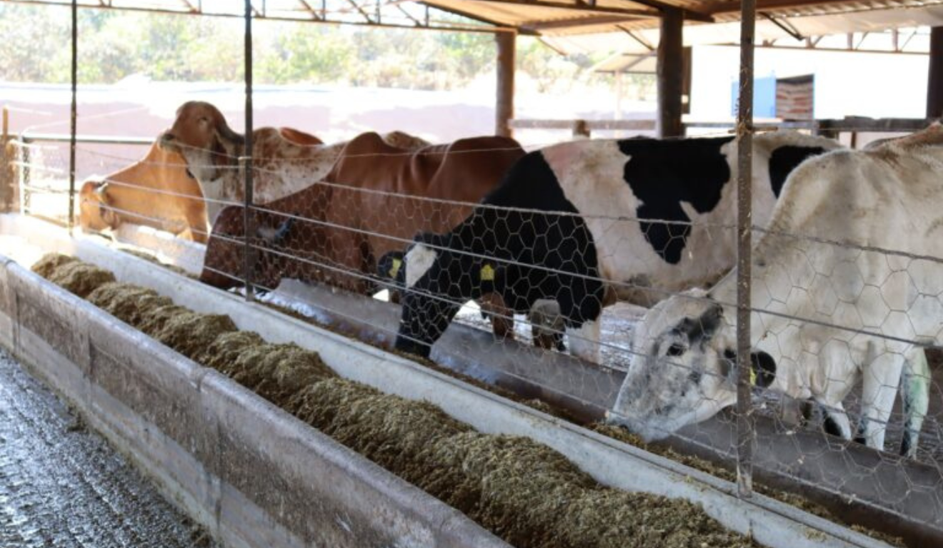 O Governo de Goiás ampliou o prazo de inscrições para o Programa de Melhoramento Genético Bovino, criado para a agricultura familiar no Estado O Governo de Goiás ampliou o prazo de inscrições para o Programa de Melhoramento Genético Bovino, criado para a agricultura familiar no Estado