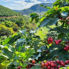 As inscrições para o Concurso de Qualidade dos Cafés de Minas Gerais, realizada pela Emater-MG, encerram nesta sexta-feira (5).