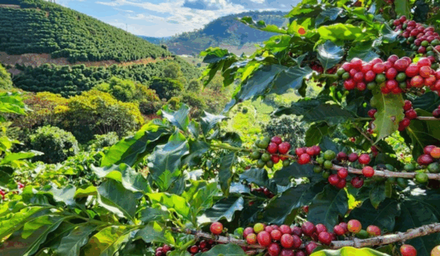 As inscrições para o Concurso de Qualidade dos Cafés de Minas Gerais, realizada pela Emater-MG, encerram nesta sexta-feira (5).