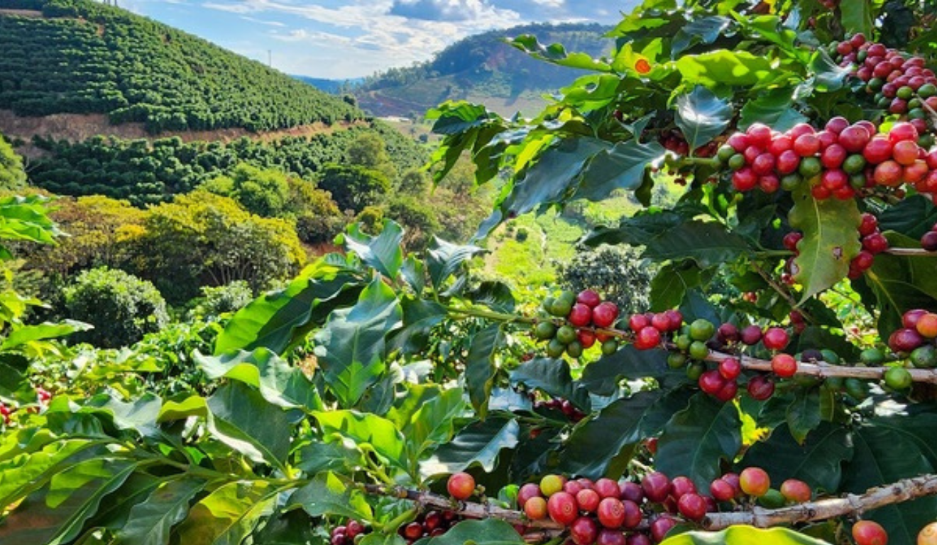 As inscrições para o Concurso de Qualidade dos Cafés de Minas Gerais, realizada pela Emater-MG, encerram nesta sexta-feira (5). As inscrições para o Concurso de Qualidade dos Cafés de Minas Gerais, realizada pela Emater-MG, encerram nesta sexta-feira (5).