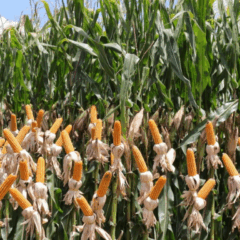 O Mato Grosso do Sul bateu o recorde na produção de milho nesta safra, com alta de 68,2% em relação à temporada anterior, de acordo com dados do Projeto SIGA-MS, divulgados na última terça-feira (2)