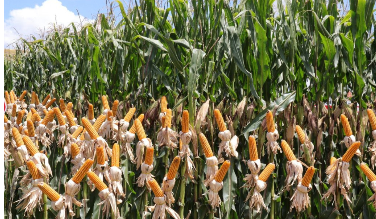 O Mato Grosso do Sul bateu o recorde na produção de milho nesta safra, com alta de 68,2% em relação à temporada anterior, de acordo com dados do Projeto SIGA-MS, divulgados na última terça-feira (2)