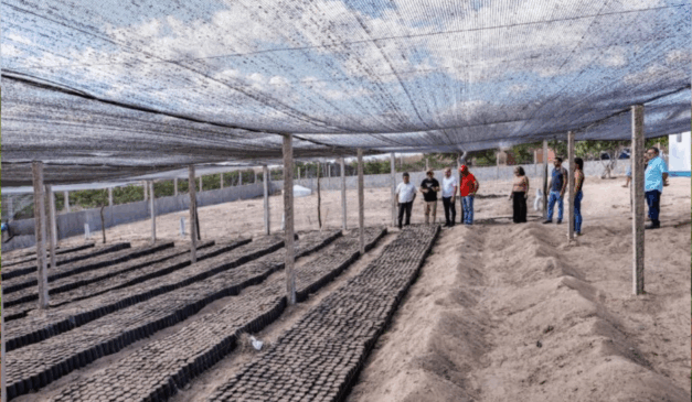 A Secretaria de Agricultura Familiar (SAF) investiu R$ 1,7 milhão em viveiros de mudas de caju no Piauí
