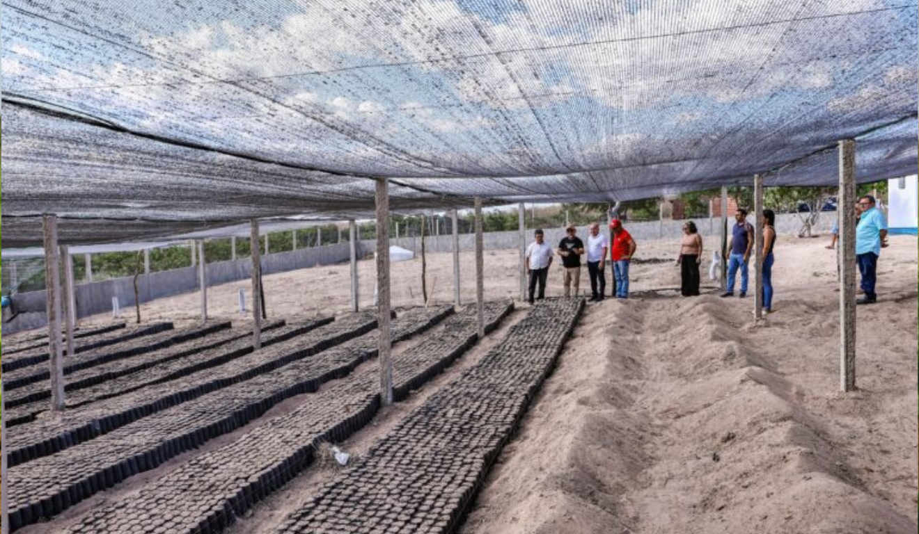 A Secretaria de Agricultura Familiar (SAF) investiu R$ 1,7 milhão em viveiros de mudas de caju no Piauí