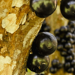 A cidade de Hidrolândia, em Goiás, iniciou no final do mês, a temporada de jabuticaba. O município é reconhecido mundialmente como a capital da fruta, com visitas de interessados do país inteiro na produção da região