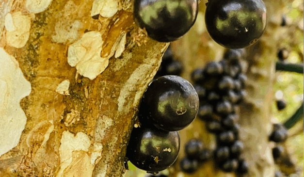 A cidade de Hidrolândia, em Goiás, iniciou no final do mês, a temporada de jabuticaba. O município é reconhecido mundialmente como a capital da fruta, com visitas de interessados do país inteiro na produção da região