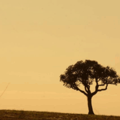 O Governo do Mato Grosso do Sul, através da Secretaria de Meio Ambiente, Desenvolvimento, Ciência, Tecnologia e Inovação (Semadesc) e do Centro de Monitoramento do Tempo e do Clima (Cemtec), alerta para o risco de incêndios florestais na região, em decorrência da estiagem prolongada e altas temperaturas em diferentes regiões do estado