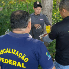 A Agência de Defesa Agropecuária do Pará (Adepará), junto de auditores fiscais federais do Ministério da Agricultura e Pecuária (Mapa), visitaram, hoje (12), a região do baixo Amazonas, em que são promovidas ações de combate à praga mosca-da-carambola
