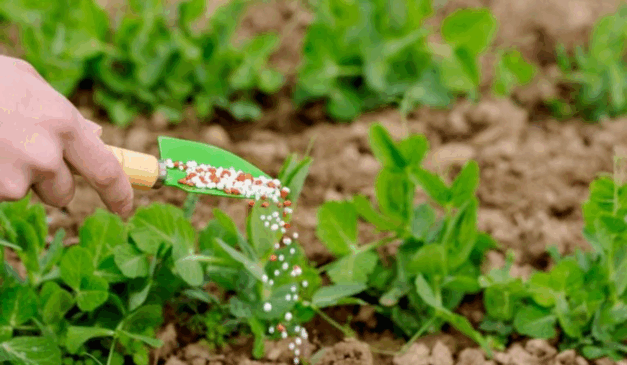 O Governo do Mato Grosso firmou uma parceria com a Universidade Federal de Mato Grosso (UFMT), junto da Fundação Uniselva, para a elaboração de um estudo sobre a cadeia de fertilizantes no estado