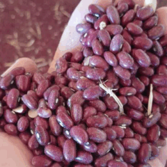 A Empresa de Pesquisa Agropecuária de Minas Gerais (Epamig) começou a produzir sementes de feijão da cultivar BRSMG Marte ricas em molibdênio