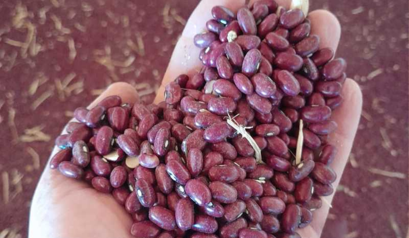 A Empresa de Pesquisa Agropecuária de Minas Gerais (Epamig) começou a produzir sementes de feijão da cultivar BRSMG Marte ricas em molibdênio