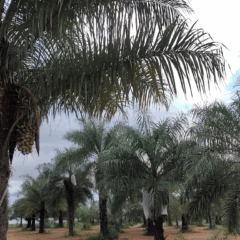 O Instituto Agronômico (IAC), de Campinas, avança em estudo para clonagem in vitro da macaúba, com objetivo de obter plantas superiores selecionadas da palmeira brasileira, através do uso de biotecnologia