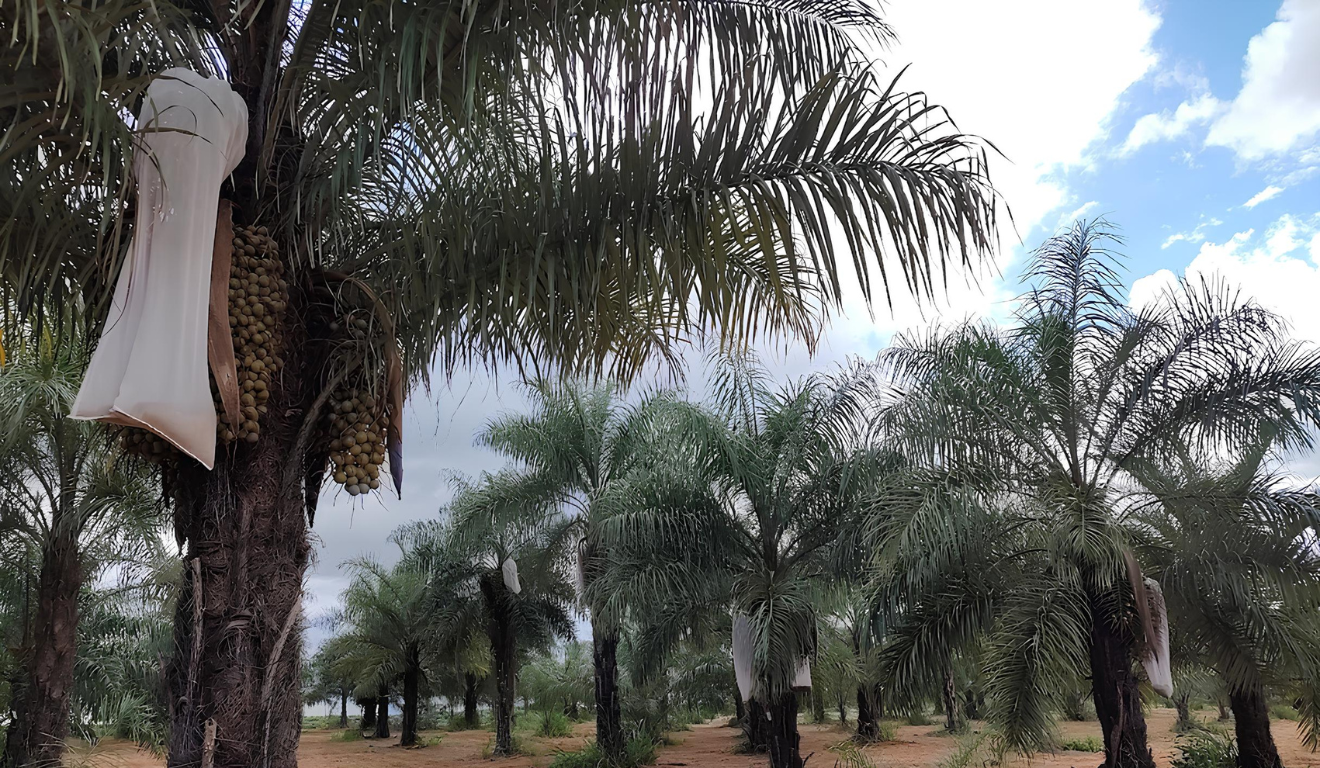 O Instituto Agronômico (IAC), de Campinas, avança em estudo para clonagem in vitro da macaúba, com objetivo de obter plantas superiores selecionadas da palmeira brasileira, através do uso de biotecnologia