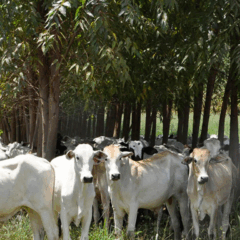 Estudos de caso sobre sistemas de Integração Lavoura-Pecuária-Floresta (ILPF) e agroflorestais (SAFs) mostraram que a produção sustentável é viável na Amazônia e no Cerrado