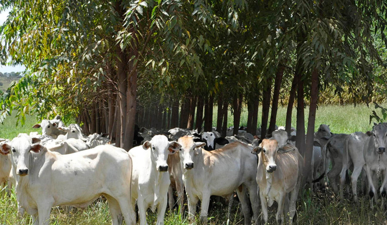 Estudos de caso sobre sistemas de Integração Lavoura-Pecuária-Floresta (ILPF) e agroflorestais (SAFs) mostraram que a produção sustentável é viável na Amazônia e no Cerrado