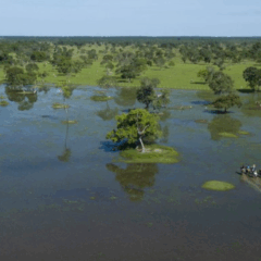 O Governo do Mato Grosso do Sul, através da Secretaria de Meio Ambiente, Desenvolvimento, Ciência, Tecnologia e Inovação (Semadesc), reabriu as inscrições e prorrogou os prazos do Edital de Chamamento Público n. 006/2025 – Fundo Clima Pantanal, referente ao Programa de Pagamento por Serviços Ambientais (PSA Conservação)