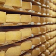 O Governo do Estado de São Paulo lançou o programa Rota do Queijo Paulista, iniciativa criada para valorizar os produtos lácteos