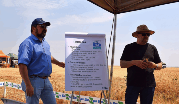 A Embrapa apresentou uma nova genética de trigo tropical irrigado de alta produtividade e qualidade industrial durante o Dia de Campo – Trigo Irrigado 2025