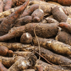 Raízes de mandioca prontas para beneficiamento na agricultura familiar do Acre