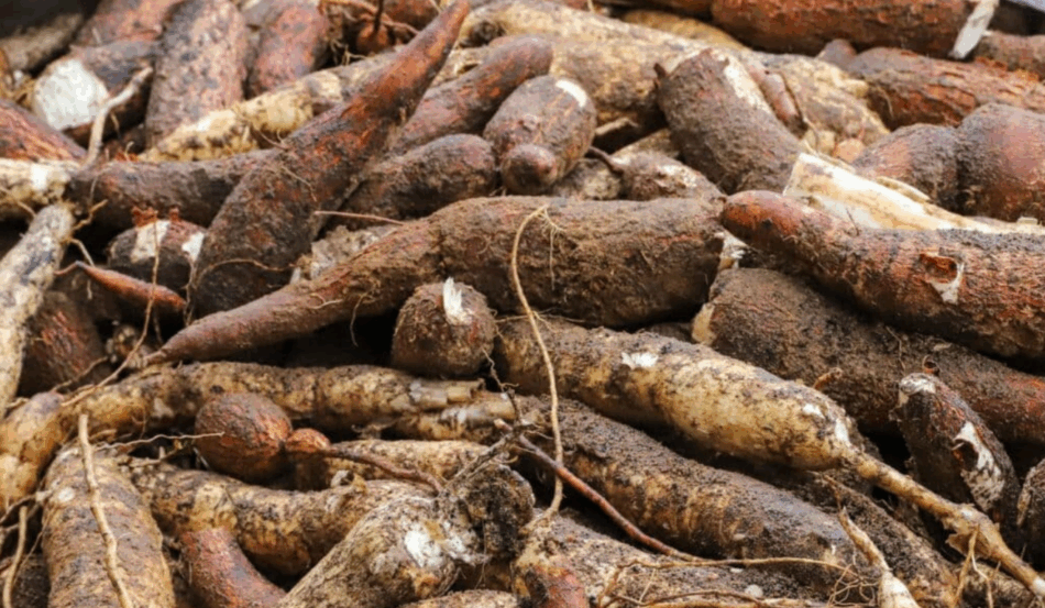 Raízes de mandioca prontas para beneficiamento na agricultura familiar do Acre