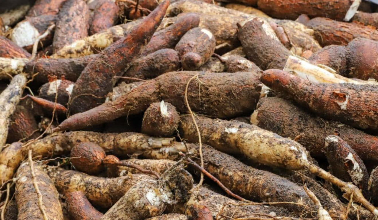 Raízes de mandioca prontas para beneficiamento na agricultura familiar do Acre