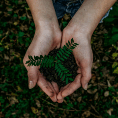 Bioeconomia ilustrada por uma mão cultivando terra com muda verde