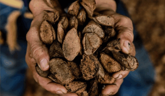 O Acre registrou um desempenho positivo na produção de extração vegetal em 2024, atingindo R$ 115,8 milhões em valor de produção, avanço de 1,8% em relação ao registrado no ano anterior