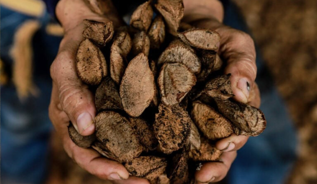 O Acre registrou um desempenho positivo na produção de extração vegetal em 2024, atingindo R$ 115,8 milhões em valor de produção, avanço de 1,8% em relação ao registrado no ano anterior