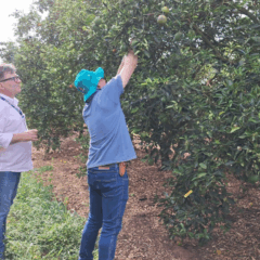A Agência de Defesa Agropecuária do Paraná (Adapar) promoveu, nesta semana, uma ação integrada na região noroeste do estado de combate ao greening