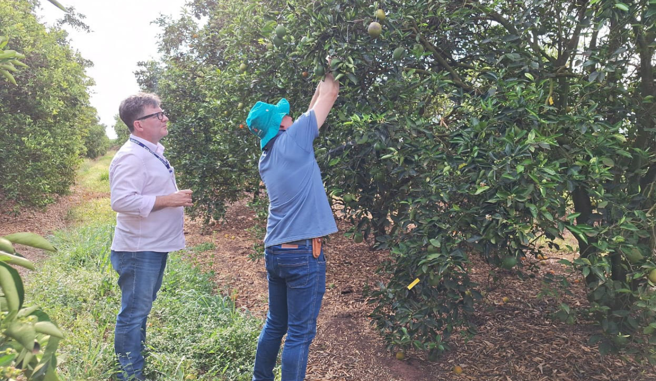 A Agência de Defesa Agropecuária do Paraná (Adapar) promoveu, nesta semana, uma ação integrada na região noroeste do estado de combate ao greening
